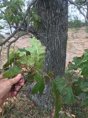 Quercus × hawkinsiae