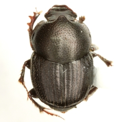 Onthophagus alluvius