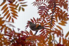 Turdus iliacus