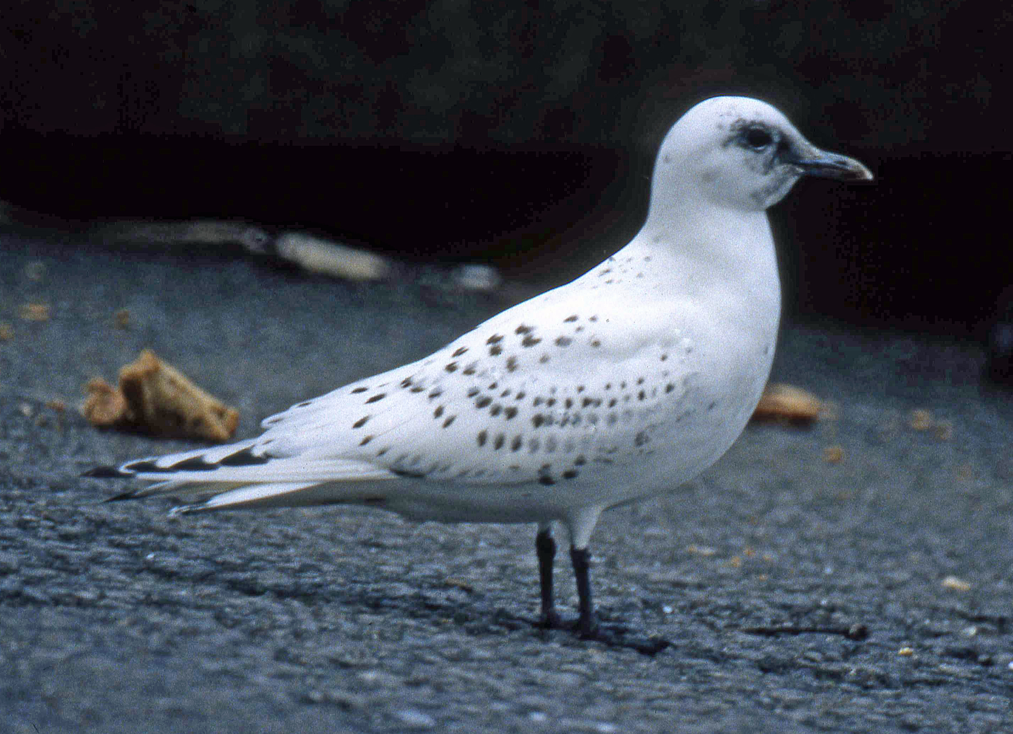 Ivory Gull (Pagophila eburnea)