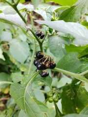 Solanum nigrum