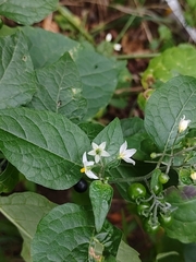 Solanum nigrum