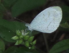 Leptosia alcesta inalcesta