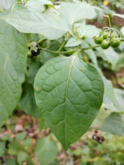 Solanum nigrum