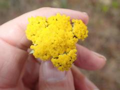 Helichrysum glomeratum