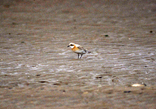 Anarhynchus atrifrons