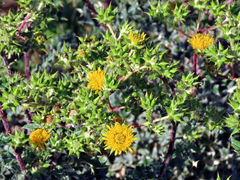 Berkheya heterophylla radiata