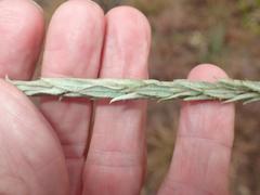 Helichrysum glomeratum