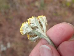 Helichrysum glomeratum