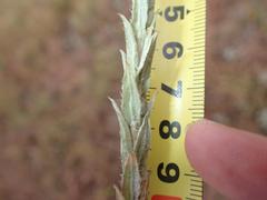 Helichrysum glomeratum