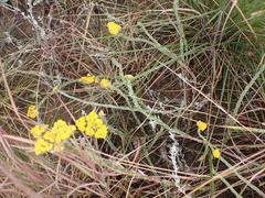 Helichrysum glomeratum