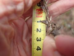 Helichrysum glomeratum