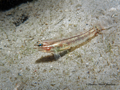 Coryphopterus glaucofraenum