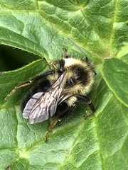 Bombus impatiens