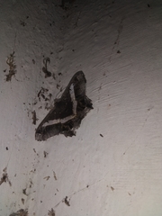 Chiasmia nora