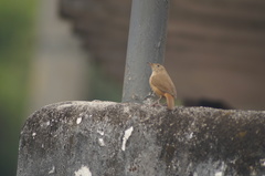 Troglodytes aedon
