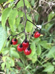 Solanum dulcamara