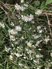 Symphyotrichum lanceolatum