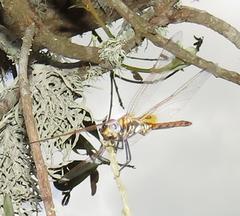 Trithemis annulata annulata