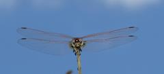 Trithemis annulata annulata