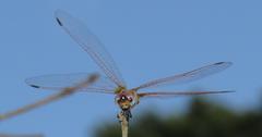 Trithemis annulata annulata