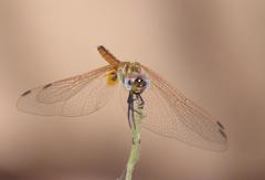 Trithemis annulata annulata