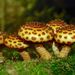 Pholiota glutinosa - Photo (c) Steve Kerr, some rights reserved (CC BY), uploaded by Steve Kerr