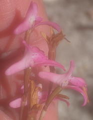 Disa inflexa