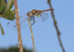 Trithemis annulata annulata