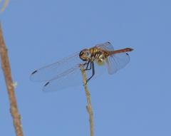 Trithemis annulata annulata