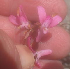 Disa inflexa