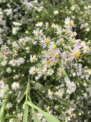 Symphyotrichum lanceolatum