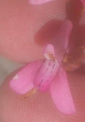 Disa inflexa