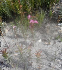 Disa inflexa