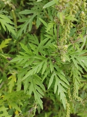 Ambrosia artemisiifolia