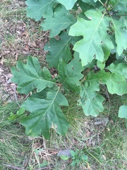 Quercus × hawkinsiae