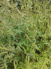 Ambrosia artemisiifolia