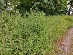 Ambrosia artemisiifolia