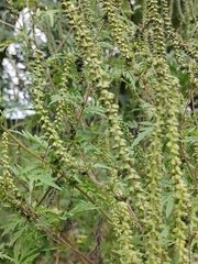 Ambrosia artemisiifolia