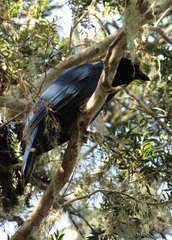 Cyanocorax caeruleus