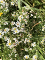 Symphyotrichum lanceolatum