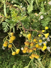 Tanacetum vulgare