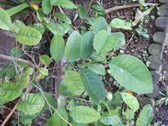 Pseudosalacia streyi