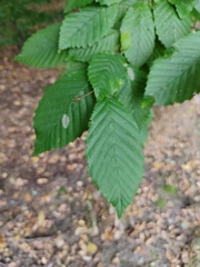 Carpinus betulus