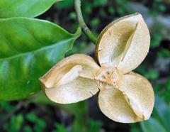 Pseudosalacia streyi