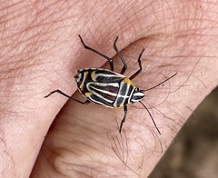 Afrania brachyptera