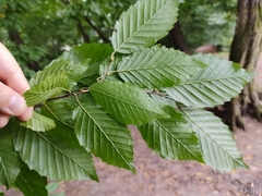 Carpinus betulus