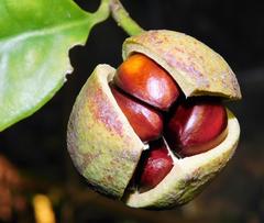 Pseudosalacia streyi