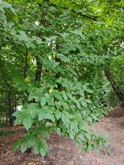 Carpinus betulus