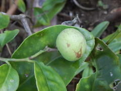 Pseudosalacia streyi